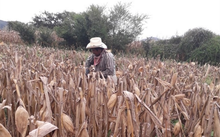 Maiz en crisis en Chiapas