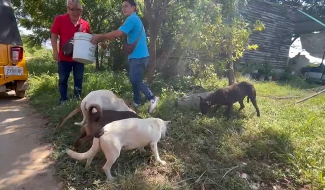 Mototaxistas de San José Terán; los verdaderos ángeles de los perros callejeros 