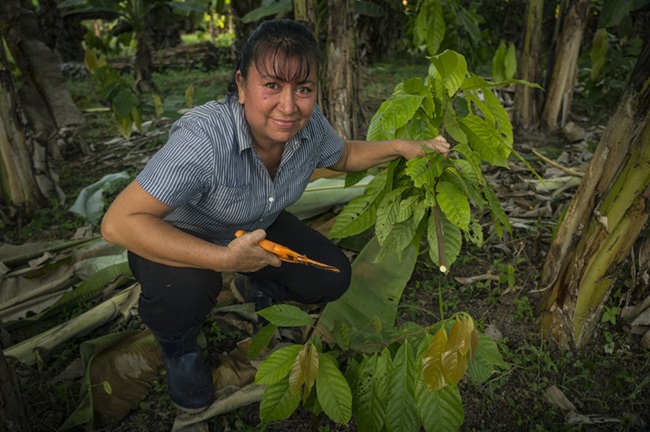 Impulsan agricultura sustentable en Chiapas y Tabasco 