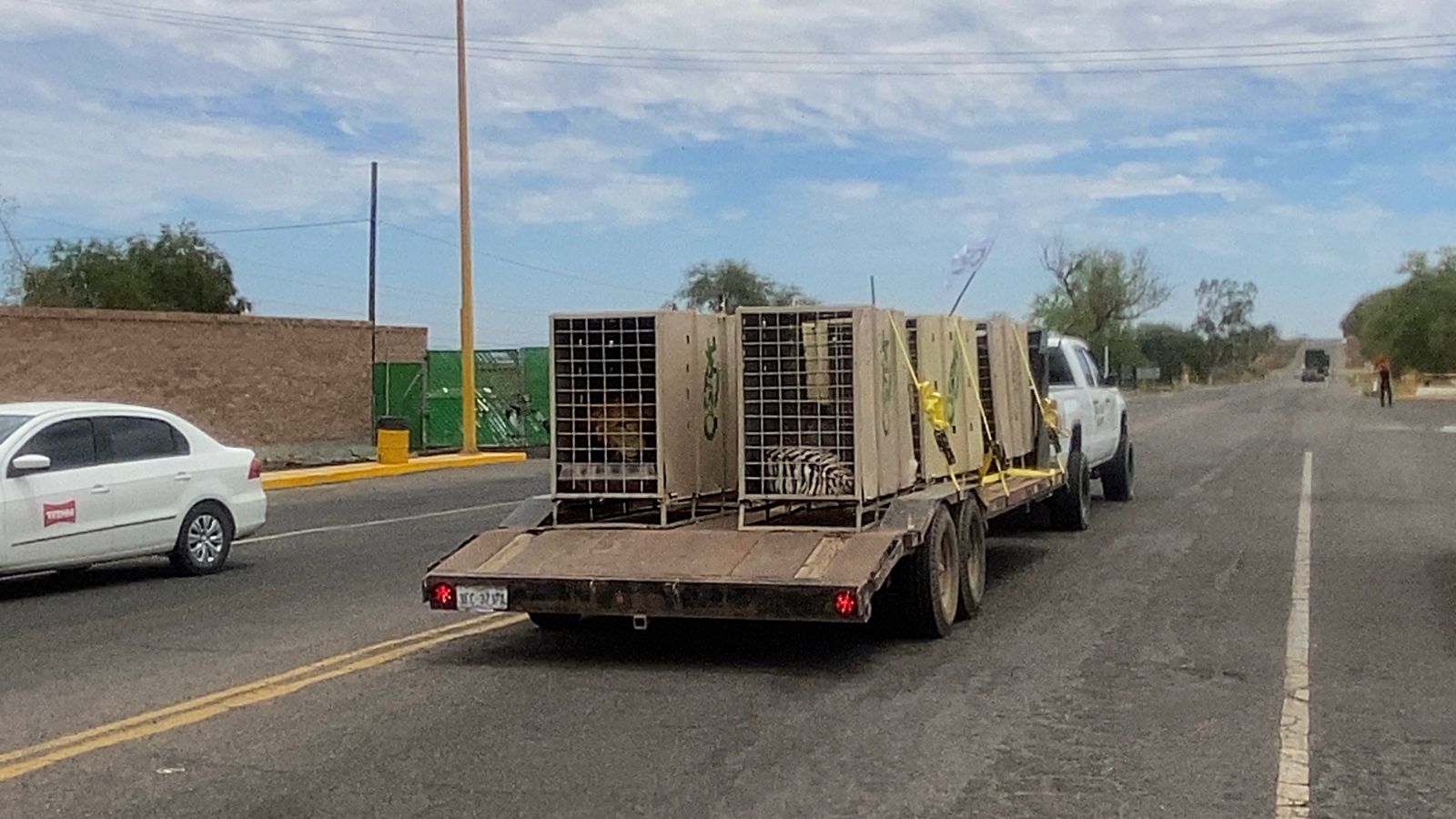 Trasladan 130 animales más a Mazatlán para mantenerlos a salvo 