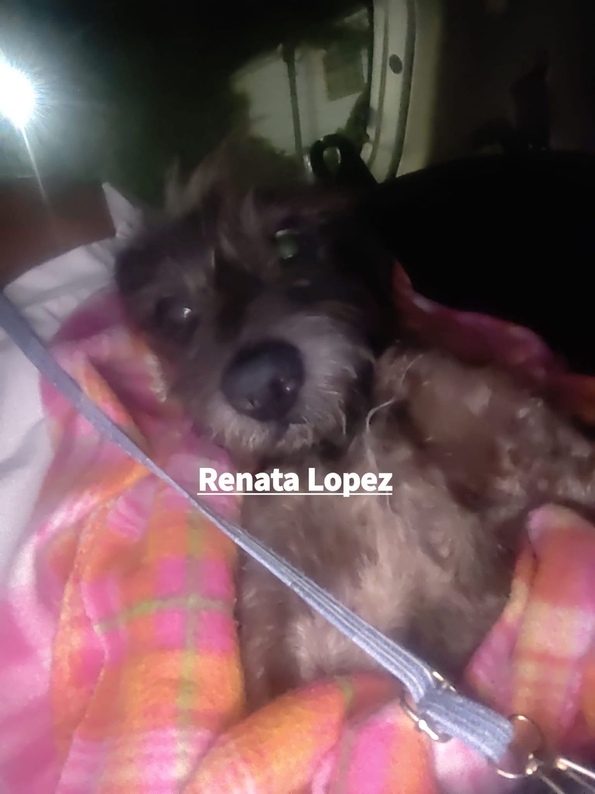 Piden apoyo para Renzo 