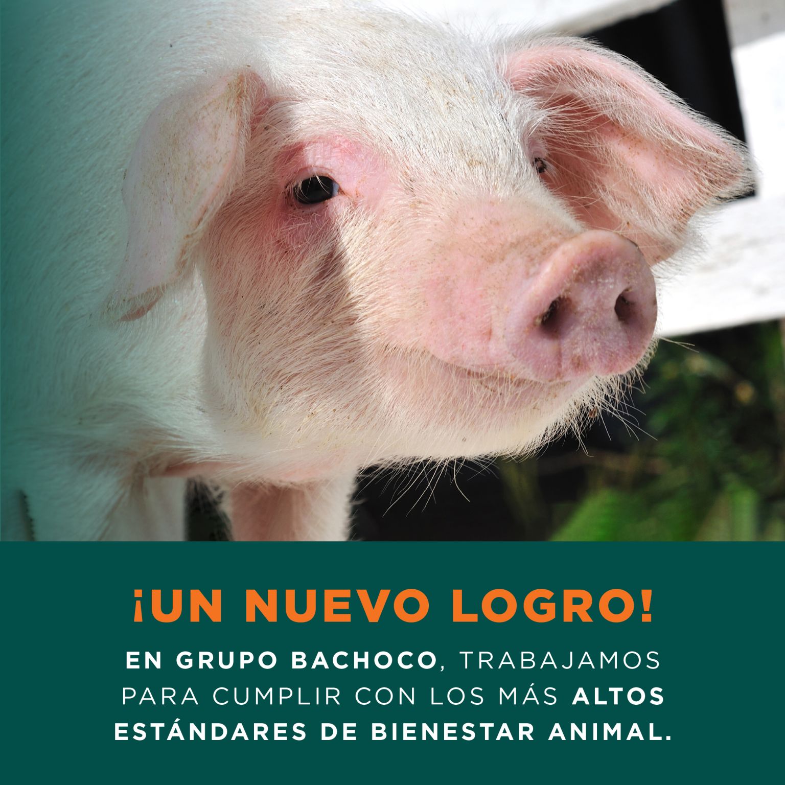 Grupo Bachoco fortalece su compromiso con el bienestar animal con nuevas certificaciones internacionales 