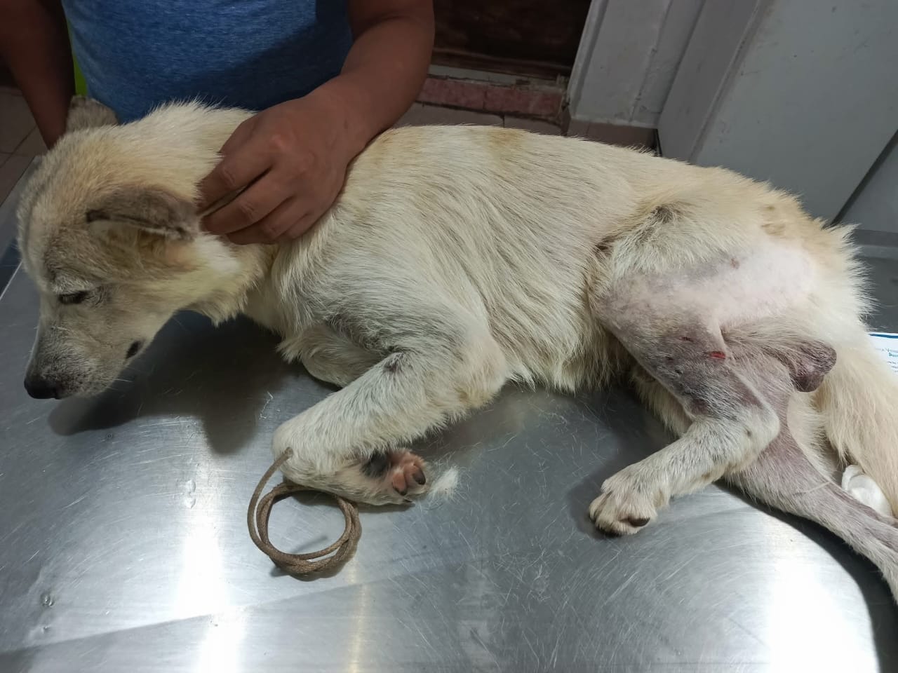 Piden ayuda para perrito atacado con arma de fuego 