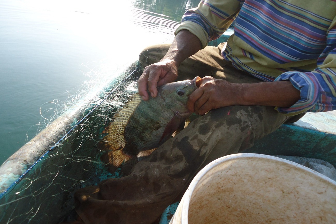 Retribuye UNICACH conocimiento sobre peces de Malpaso 