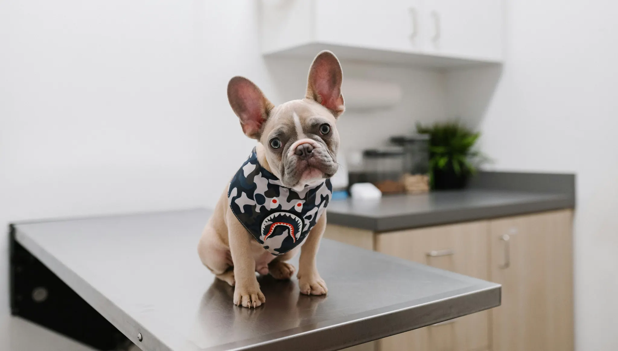 Antes de viajar o recibir visitas, revisa la salud de tu mascota: el 19% solo las lleva al veterinario cuando se enferma
