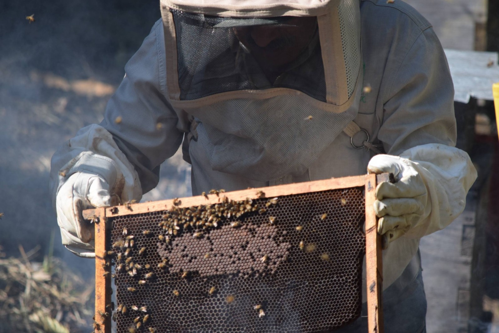 Chiapas, 3er lugar nacional en producción de miel