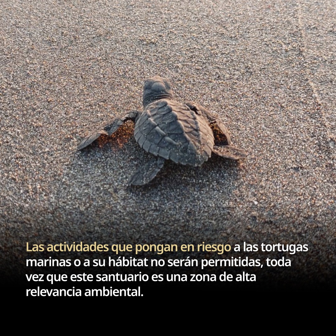 Advierten autoridades ambientales que eventos con cuatrimotos ponen en riesgo a tortugas en Playa Puerto Arista