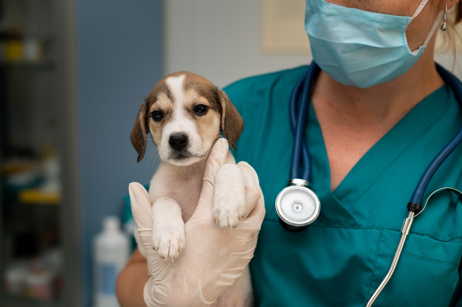 Día Mundial del Veterinario: la profesión que podría prevenir más de 2 millones de muertes humanas al año