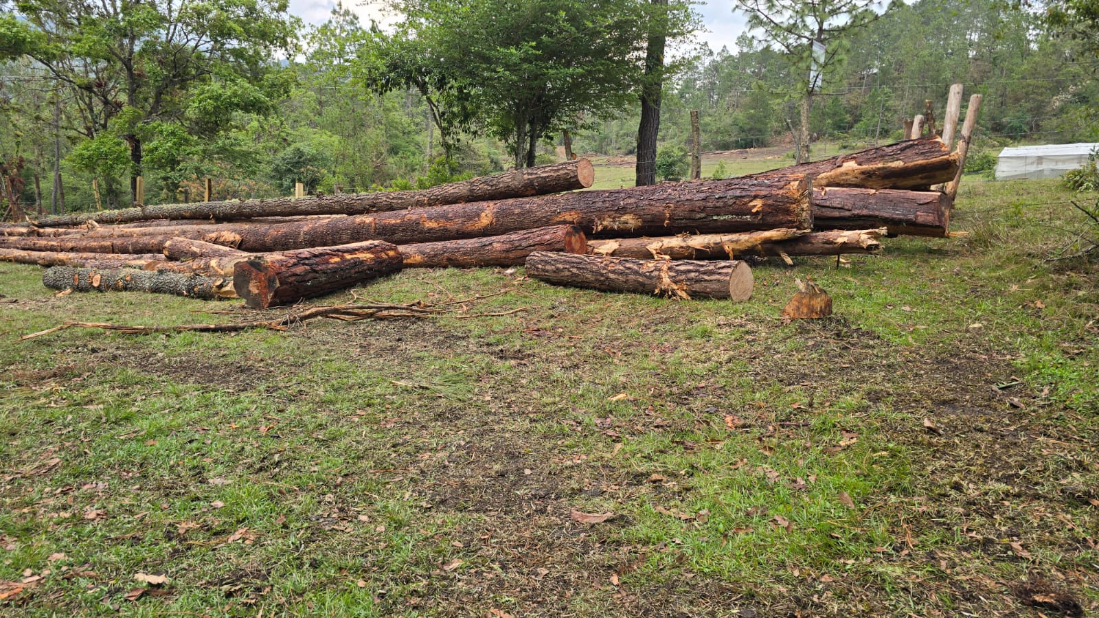 URGEN parar ecocidio el municipio de Huixtán