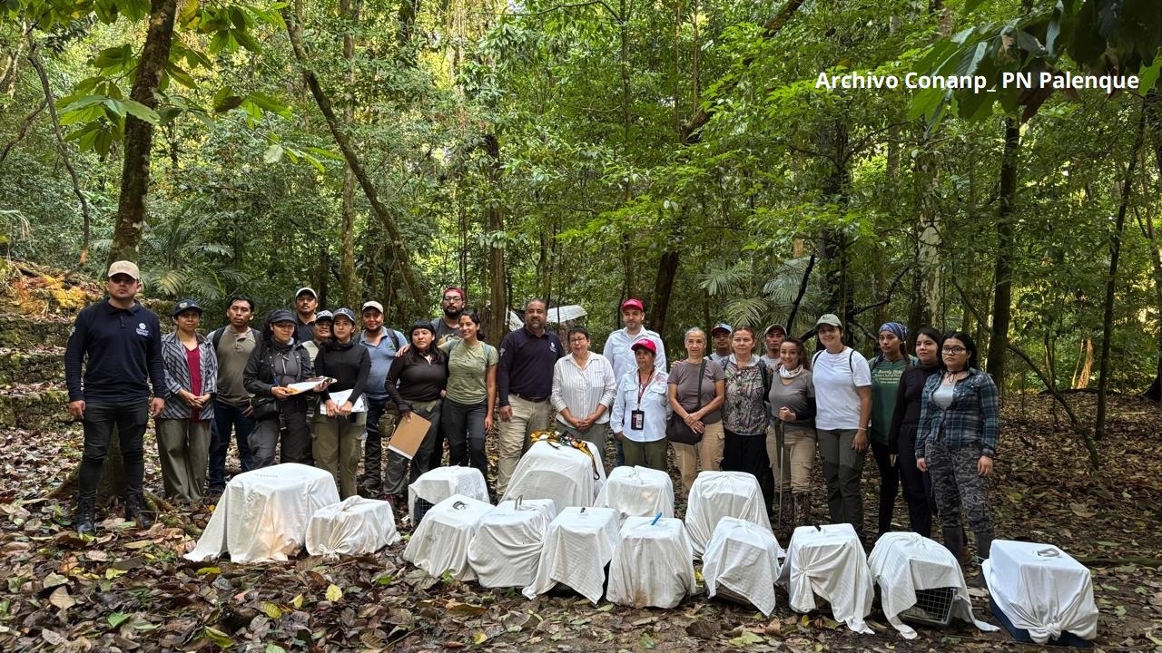 Conanp encabeza la reintroducción de 17 ejemplares de primates en el Parque Nacional Palenque