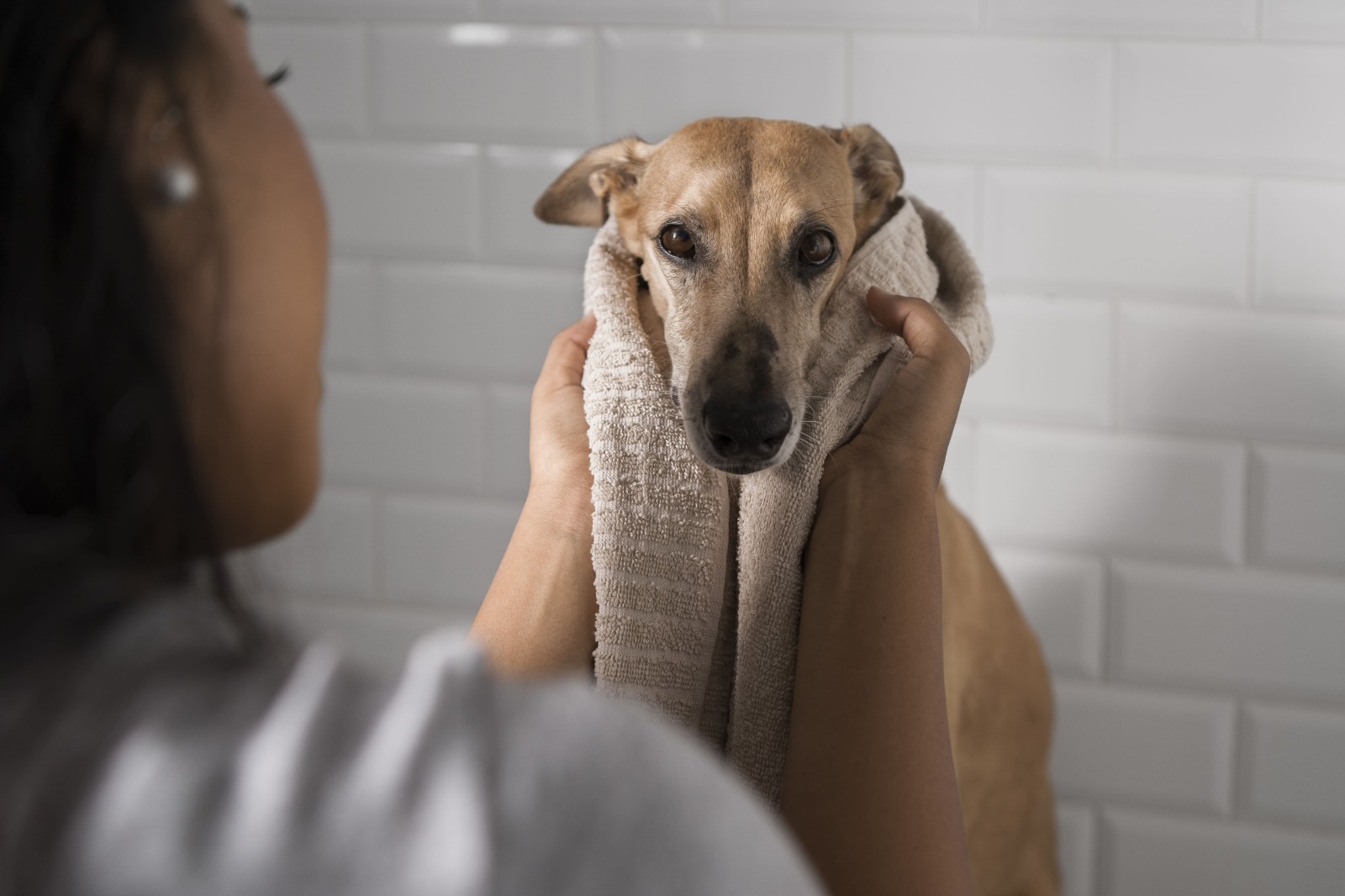 Humedad y lluvias: el ambiente ideal para infecciones de piel en perros y gatos, advierten especialistas