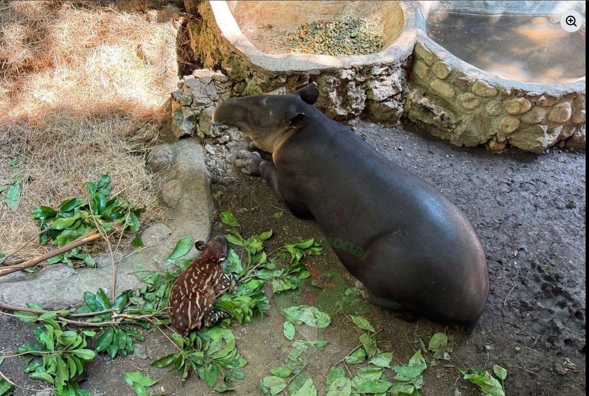 ZooMAT celebra el nacimiento de un tapir macho, especie en peligro de extinción