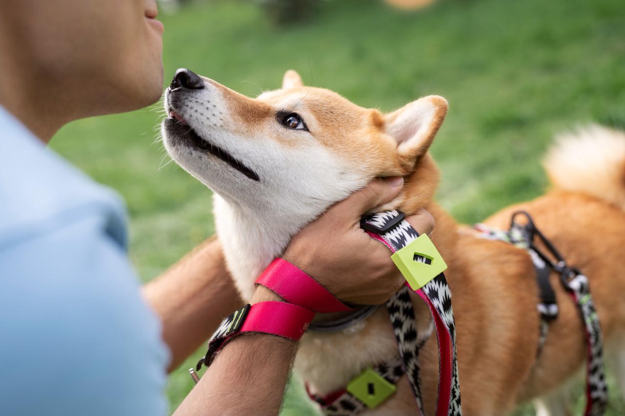 HOY Día Mundial del Perro | Vacunas esenciales pueden brindar protección de hasta tres años: expertos internacionales actualizan recomendaciones de vacunación para perros y gatos.
