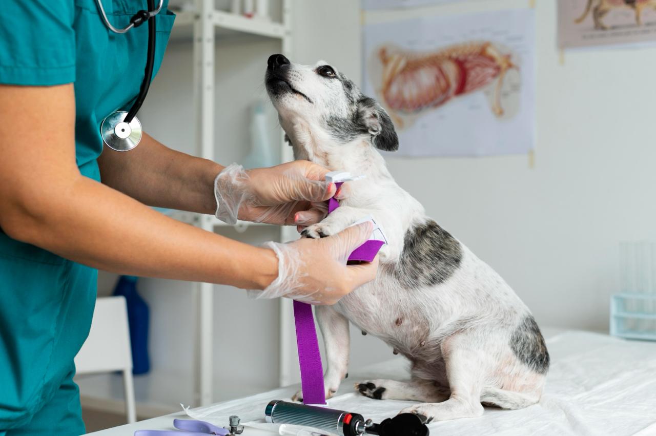 Solo 1 de cada 7 aspirantes logra estudiar Medicina Veterinaria en México, mientras la demanda por especialistas continúa creciendo