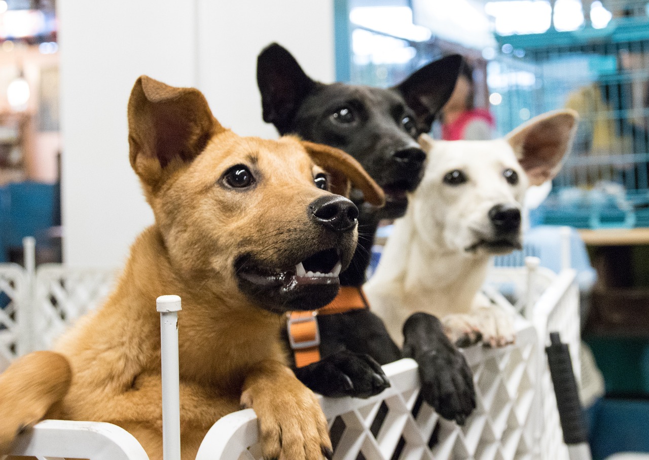 Día del Rescatista Animal: La adopción como método de rescate animal