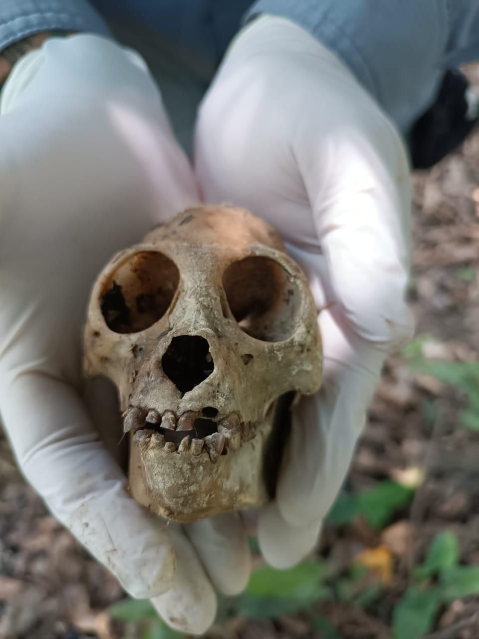 AZCARM PONE EN MARCHA OBSERVATORIO CIUDADANO PARA EVITAR MUERTE MASIVA DE MONOS SARAGUATOS EN EL SURESTE DE MÉXICO