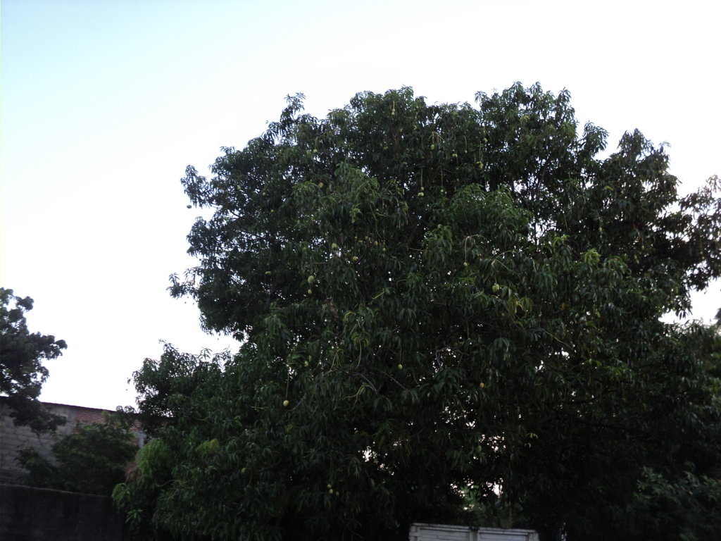 Lluvias tempraneras pueden afectar a productores de mango.