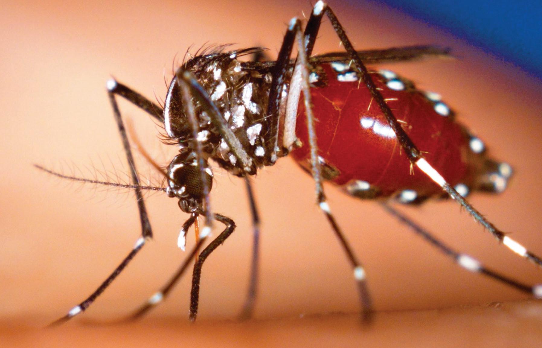 Confirmado 176 casos de Chinkungunya en Chiapas
