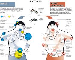 Si la sociedad no colabora, la Chikungunya seguirá expandiéndose: especialistas en salud