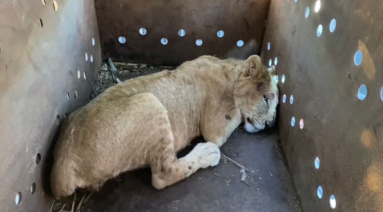 RESCATAN A CACHORRO DE LEÓN AFRICANO EN SINALOA; SUMAN 9 FELINOS SALVADOS EN MEDIO DE LA VIOLENCIA