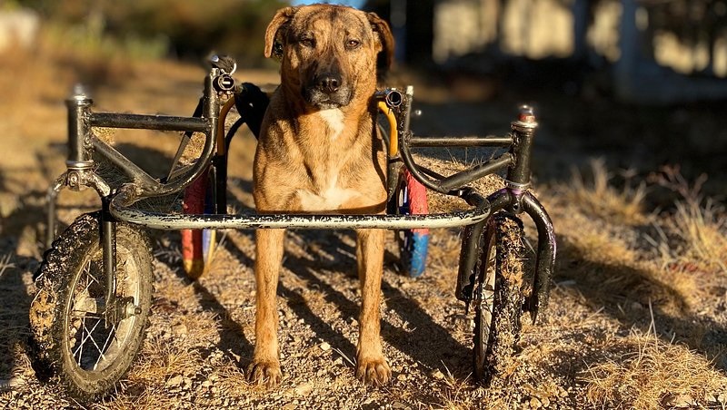 Perrita Ambar te necesita para poder caminar después de haber recibido un balazo